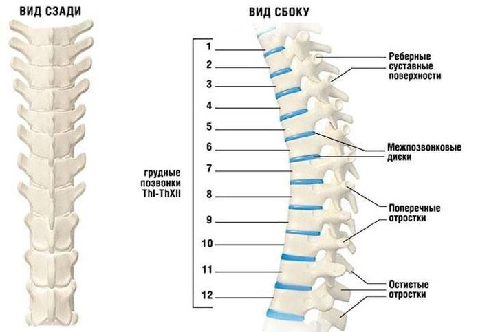 osteochondrosis cervical